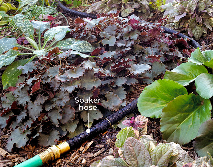 Soaker hose in a garden bed: Zigzag your soaker hose through a level garden bed and place it within 2 in. of a mature plant's crown and 1 in. of young plants. 