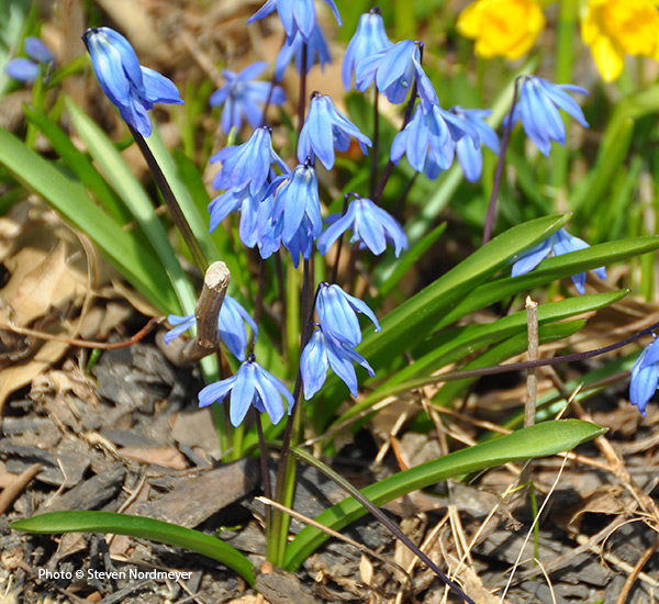 old-fashioned-favorite-flowers-siberian-squill