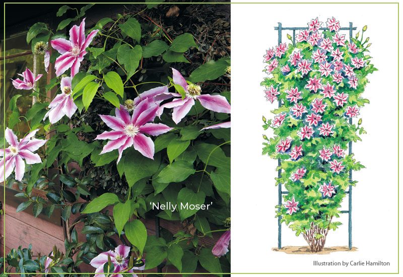 Nelly-Moser-clematis-with-illustration: The showy summer blooms of 'Nelly Moser' clematis are mauve pink with a deep pink bar.