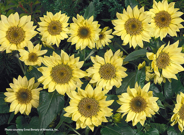 7-sunflower-varieties-for-your-garden-Pacino