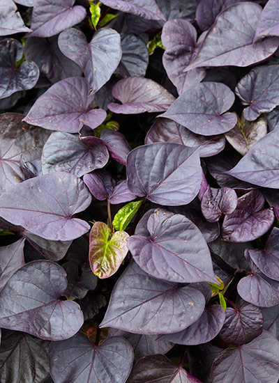 fp-d-black-flowers-foliage-SweetPotato: Try the classic sweet potato vine in a purple hue like Sweet Caroline Sweetheart Jet Black for added interest in containers.