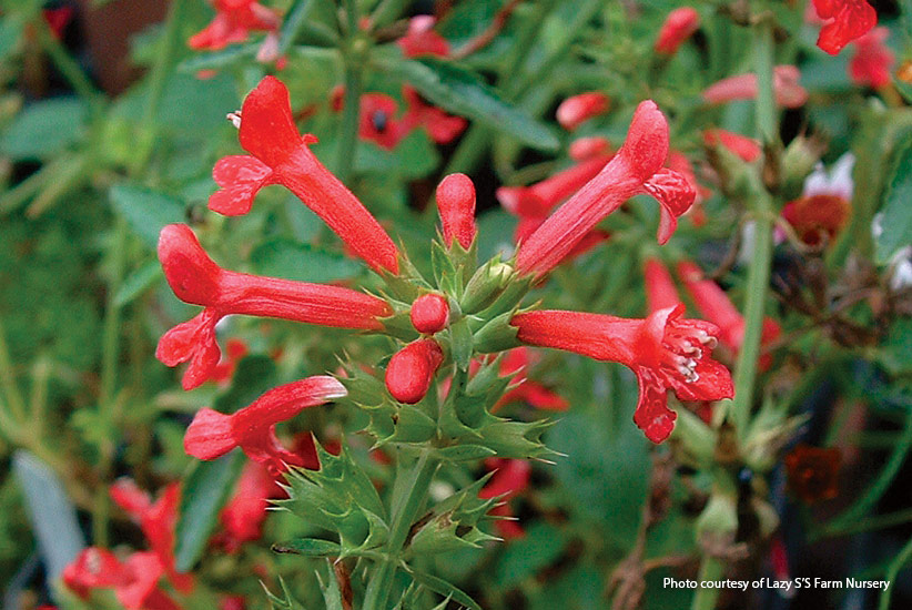 10-plants-attract-hummingbirds-ScarletBetony: Scarlet betony is a little-known perennial that goes by several common names, including red-flowered  lamb’s ear, scarlet hedge nettle, Texas betony and Texas woundwort.