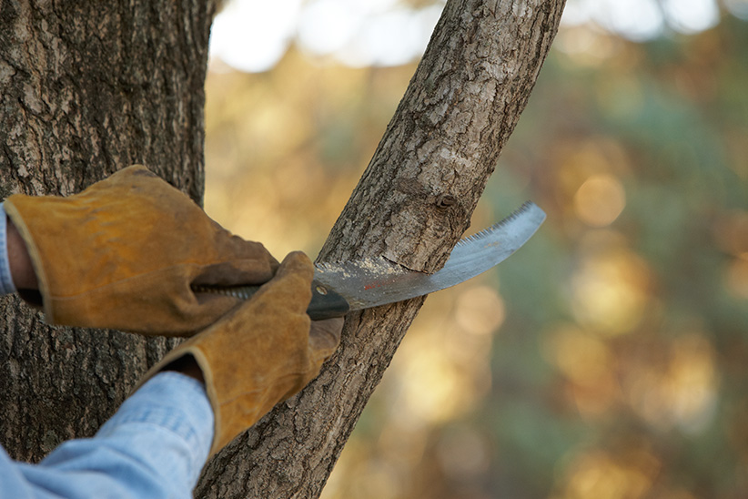 GW tools-prunning-saw: For larger branches like this, a pruning saw is your best choice.