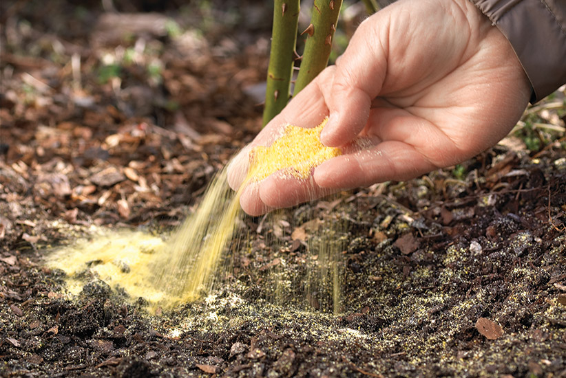 dwp-fungus-fighters-cornmeal: Sprinkle a light layer of corn meal all around plants susceptible to black spot.