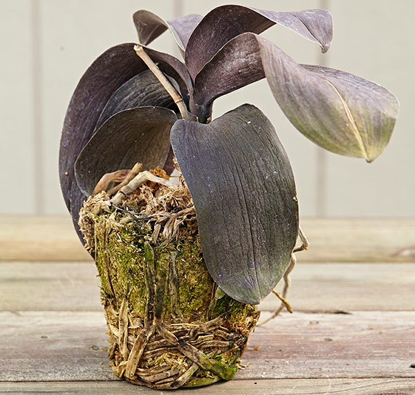 Discolored roots on orchid plant: The flattened discolored roots of this phalaenopsis and the presence of algae confirm that the leaves are wrinkled because of overwatering.