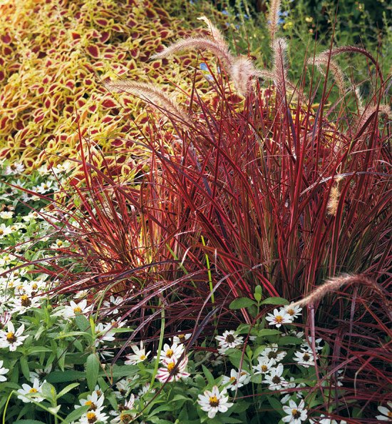 coleus, fountain grass, zinnia plant combination: Add a warm glow to your fall garden with this low-maintenance plant combination!