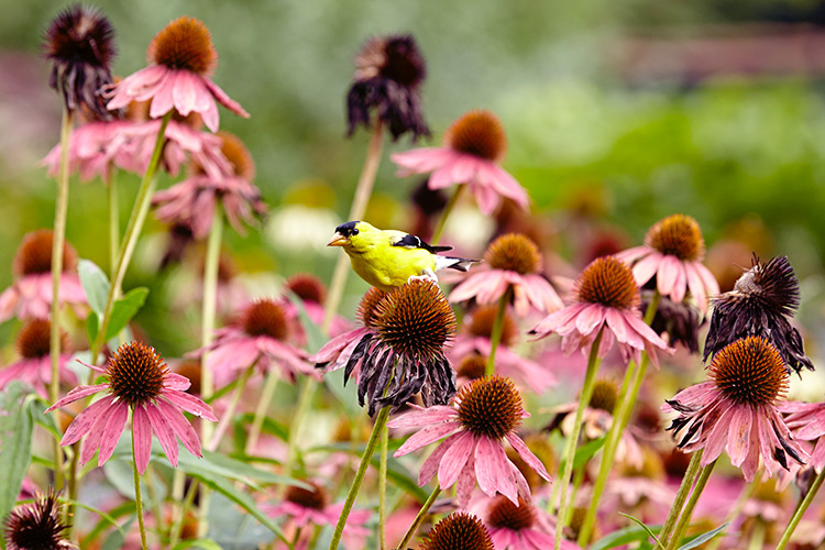 Grow-your-best-coneflowers-leave-seedheads-for-the-birds2: In many parts of North America, American goldfinches remain year-round, so leaving seedheads on the plant will keep them coming back to your yard.
