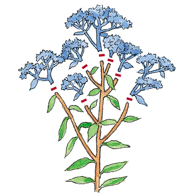 Pruning illustration to show how to encourage a rebloom