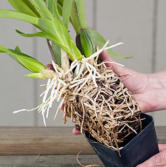 ht-repot-orchid-packed-roots: If the plant is overflowing the container, it's a good sign your orchid needs to be repotted.