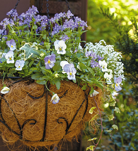Spring hanging basket with pansies, ivy and alyssum: Pansies are a classic flower for spring containers. Plant them near the edge and they'll drape over the side.