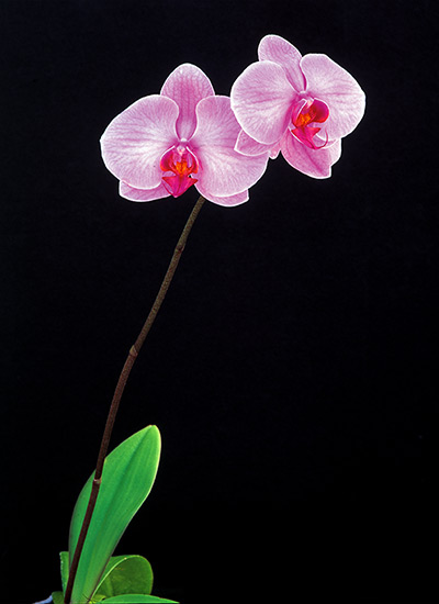 Moth orchid (Phalaenopsis hybrid)