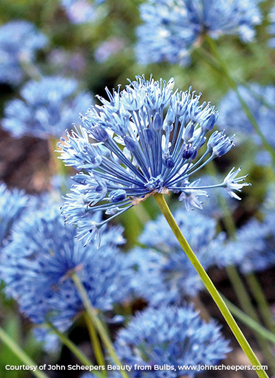 Blue globe allium (Allium caeruleum)
