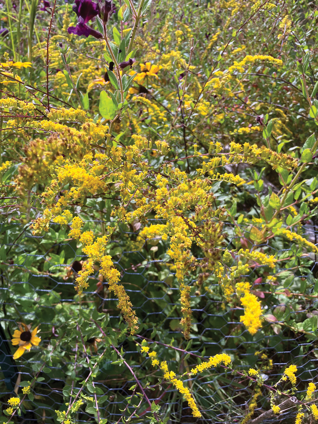 GG188 GLD 09 Solidago sphacelata NancyJOndra 3: Photo by Nancy J. Ondra
