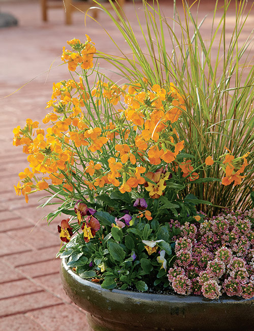 Spring container with wallflower, alyssum, and pansies: Soft and sweet describes the fragrance from this pretty pot.