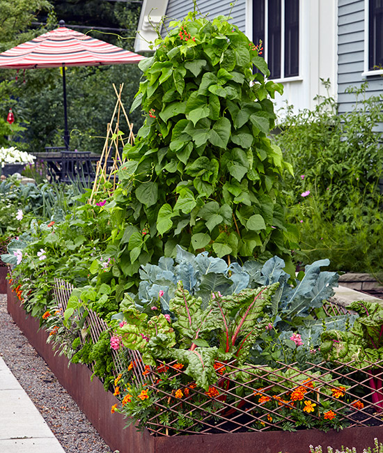 vertical gardening in urban garden