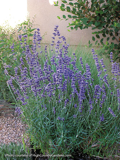 Lavender (Lavandula angustifolia ‘Vera’)