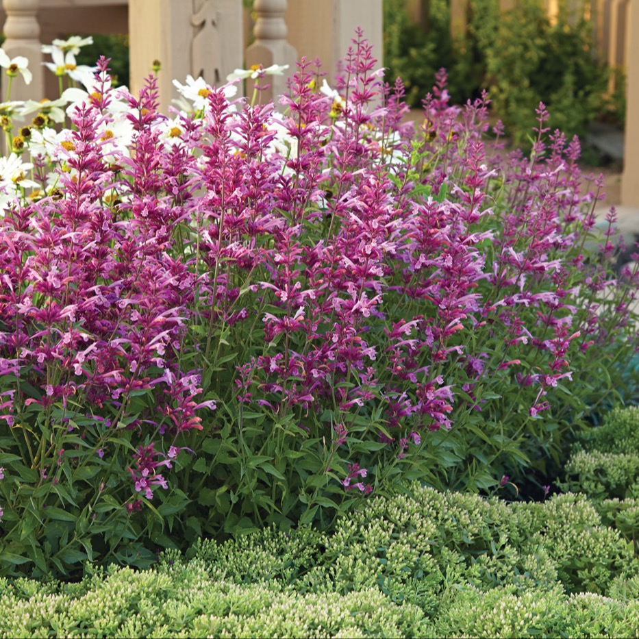 GG187 agastache ‘Rosie Posie’ hummingbird mint: ‘Rosie Posie’ Agastache hybrid