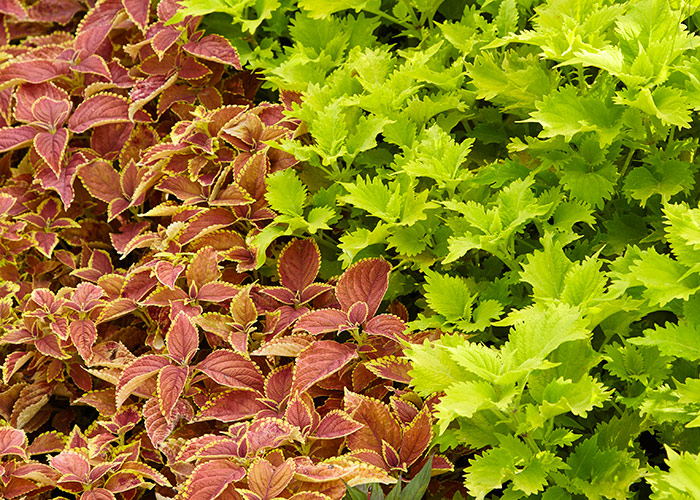 Coleus plant combination: This combination of  Coleus Wasabi and Coleus Rustic Orange is a showstopper in a garden border.