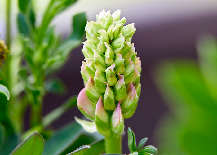 Lupine flower in bud: Buying plants with unopened buds, like you see on this lupine, means there is still flowers waiting to bloom.