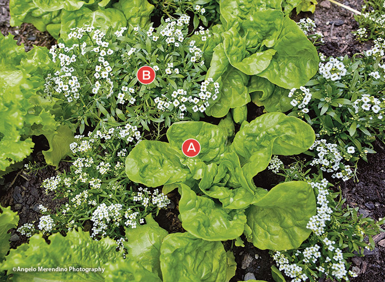 Sweet-alyssum-and-lettuce-copyright-Angelo-Merendino-Photography: Grow sweet alyssum with your lettuce for fewer aphid problems and pretty flowers all season long.