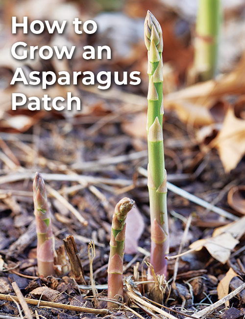 asparagus pin: How to Grow an Asparagus Patch Pinnable Pinterest graphic