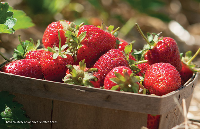 How-to-start-a-strawberry-patch-pv: A single strawberry plant can produce up to a quart of berries in a season, so you don’t need many to satisfy a craving for these delectable red beauties. It is definitely worth the effort