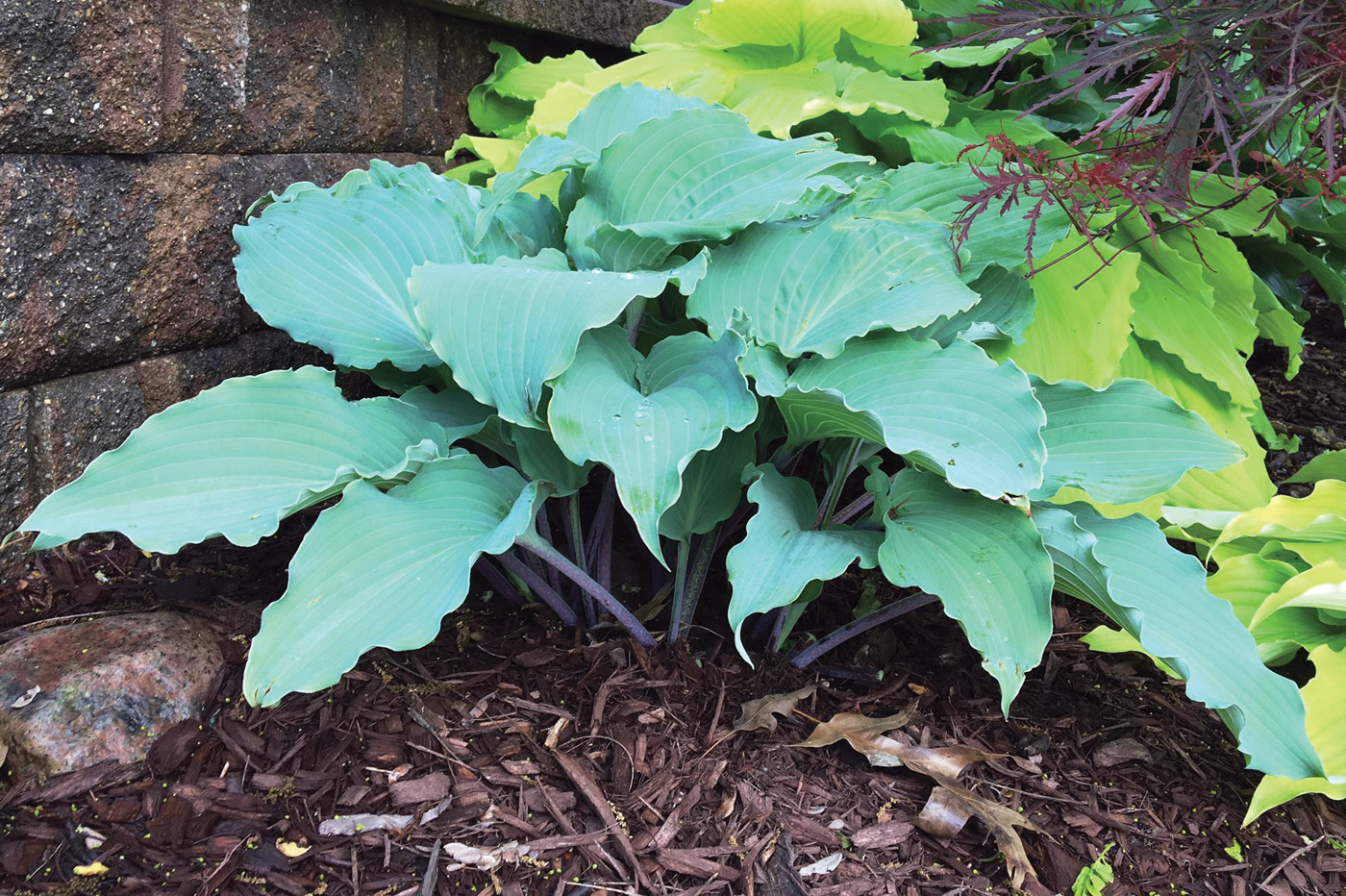 GG187 TP 10 Skywriter Hosta 2 Ctsy Dan Wols: Photo courtesy of Dan Wols