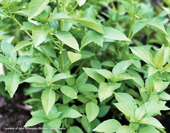 Lemon basil from John Scheepers Kitchen Garden Seeds: Lemon basil is a great additional to summer dishes and cocktails!