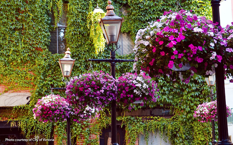 Hanging-basket-hacks-City-of-Victoria: At the peak of the growing season these big baskets can weigh 40 to 50 pounds. They hang from three heavy-duty steel rods that join at the top in a loop which attaches to the lamppost. 
