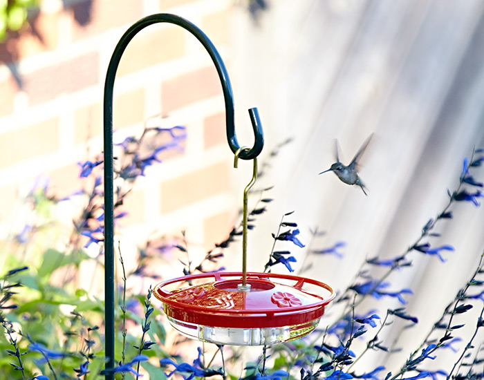 hummingbird-feeder-placement: Most hummingbirds are territorial and can be very aggressive at feeders. 