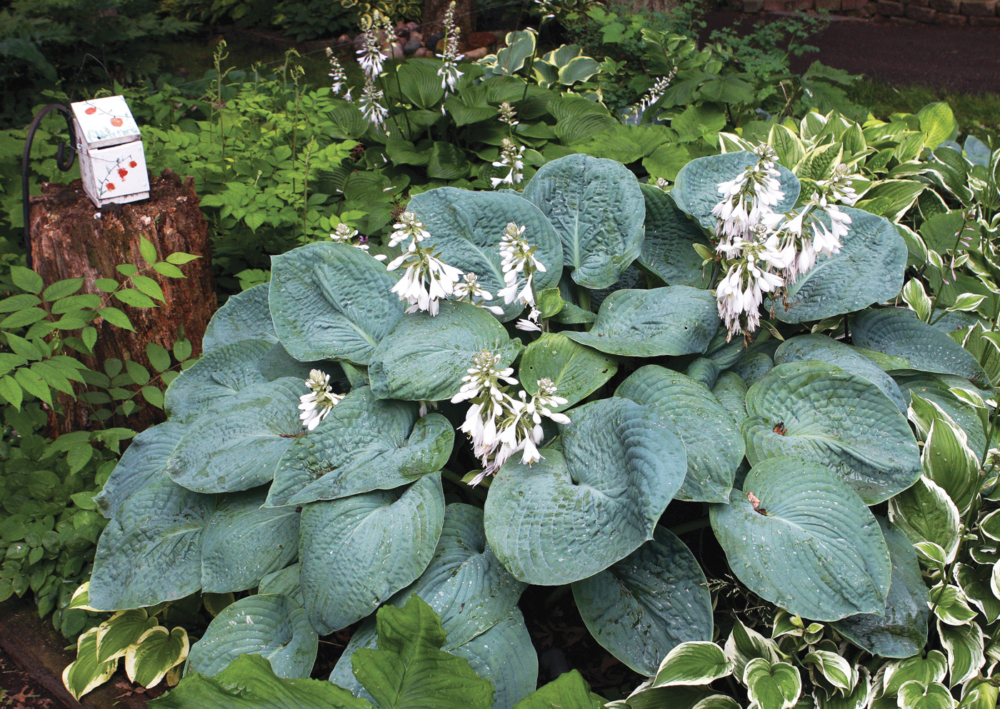 GG187 TP 01 Hosta sieboldiana -Elegans- wiki commons Hardy Plants: Photo courtesy of commons.wikimedia.org, Hardyplants, BY-SA 4.0