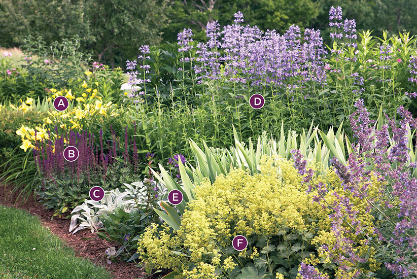 summer-perennial-garden-bed-ideas-cool-color-palette-labeled: The variety of flower shapes in this garden bed add interest.