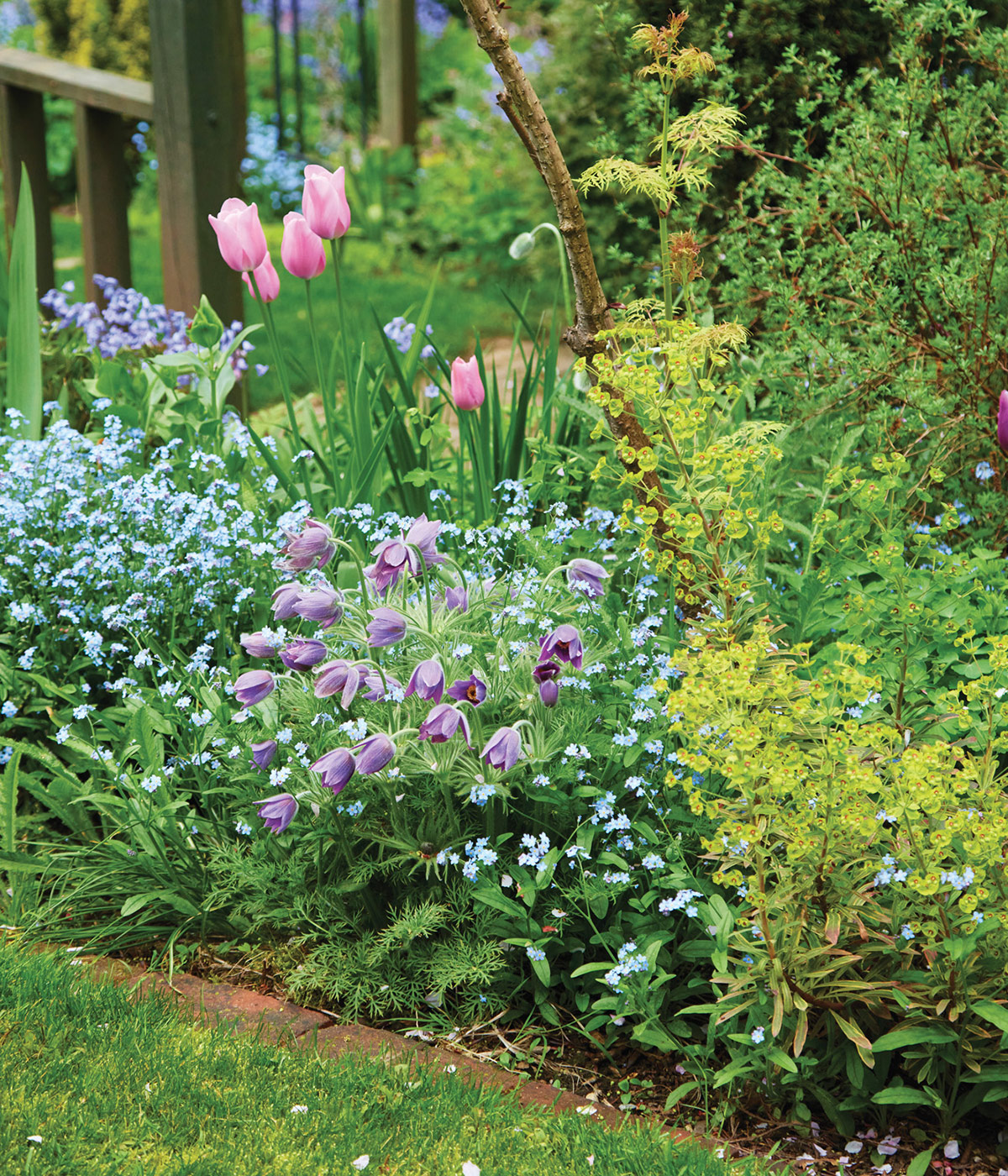 Reseeding plants for repetition: Forget-me-nots weave their way between other perennials. Here, they surround tulips, pasqueflower and euphorbia.