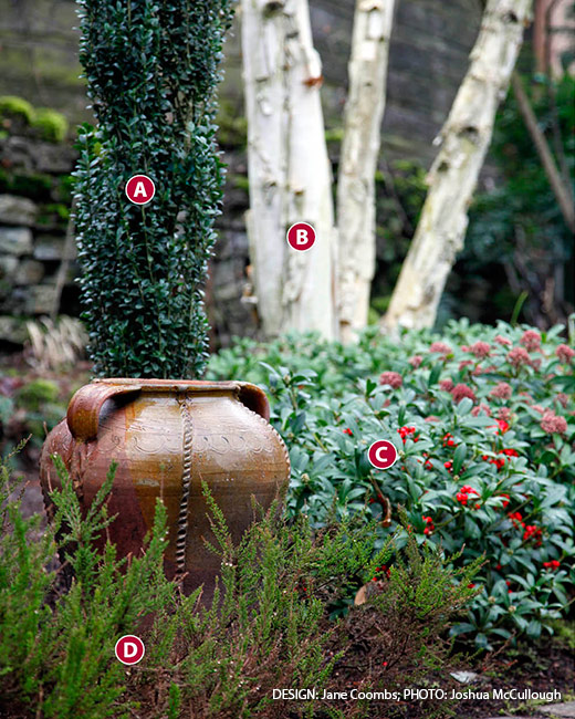 winter-plant-combinations-birch-Japanese-Holly-heather: Bark and berries add interest to your winter garden.