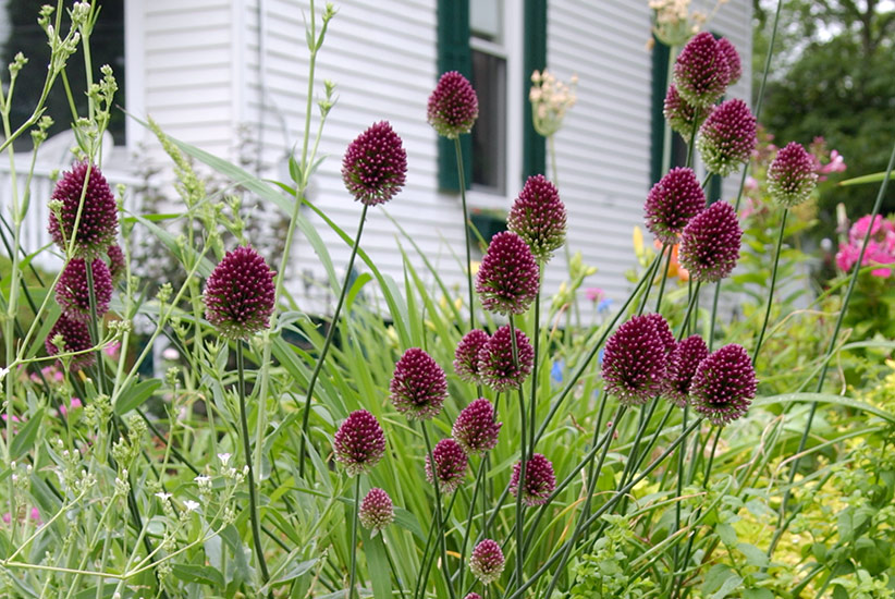 Drumstick Allium: Drumstick allium is a small-flowered allium that may naturalize in your garden.