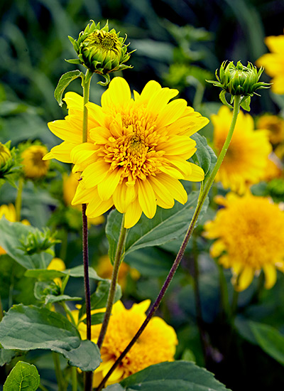 ‘Happy Days’ perennial sunflower (Helianthus hybrid)