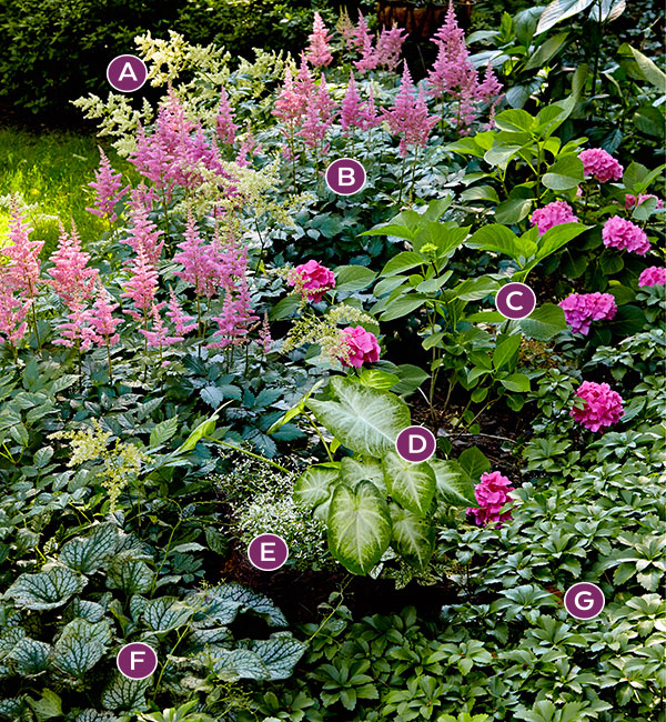 Lettered photo of pink and green shade garden border