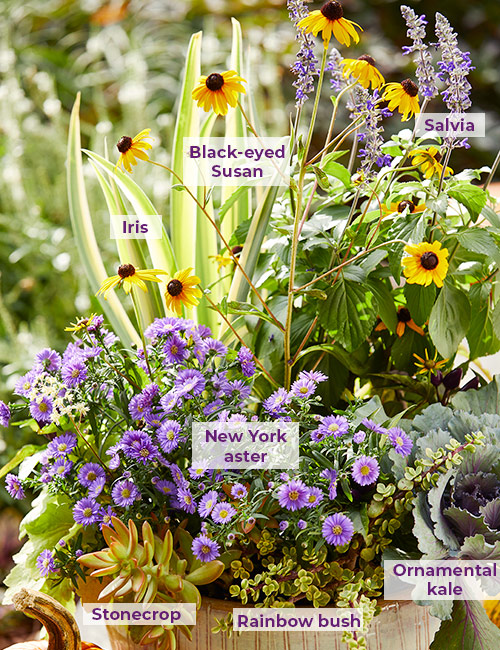 Fall aster container labeled