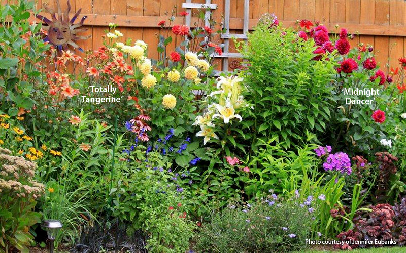 Find-the-right-dahlia-for-your-garden-lead: Late-season borders have a bigger impact with a variety of dahlia flower colors and sizes.