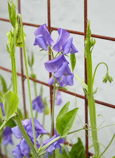 'Perfume Delight' Mix sweet pea (Lathyrus odoratus)