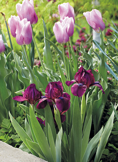 ‘Cherry Garden’ standard dwarf bearded iris (Iris hybrid)