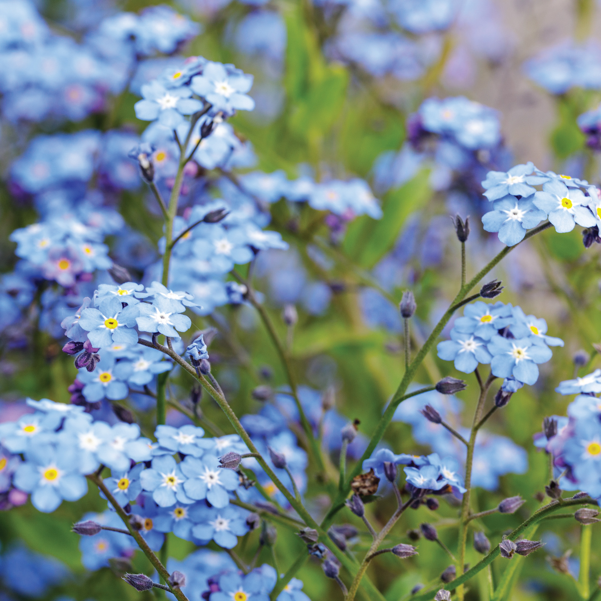 GG186 Forget-me-not AdobeStock Linas T: Photo by stock.adobe.com, Linas T
