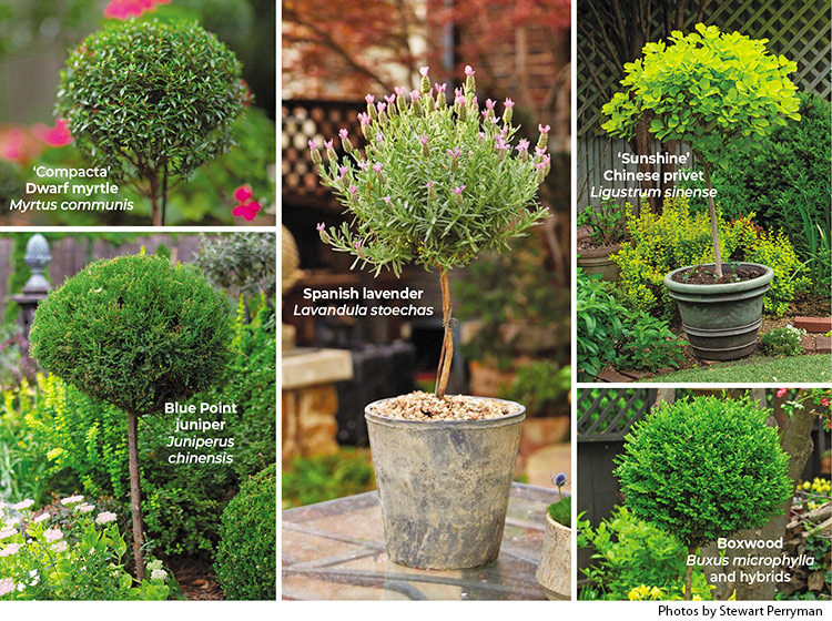 Linda Vater's Favorite Topiary Plants