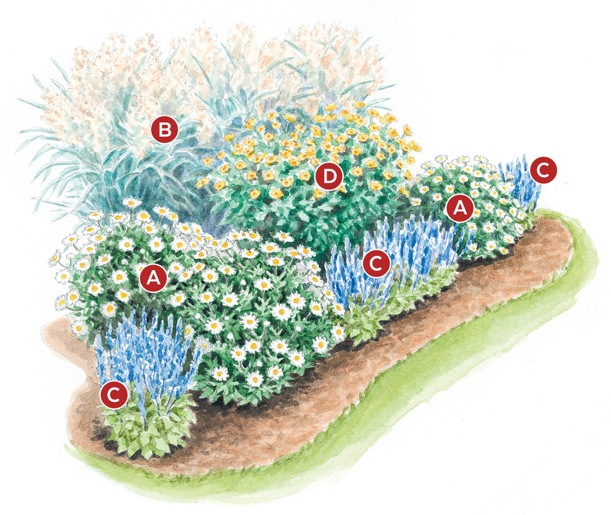 Carlie05: Plant Montauk daisy with switchgrass, salvia, and false sunflower for a great pollinator combination. Illustration by Carlie Hamilton.