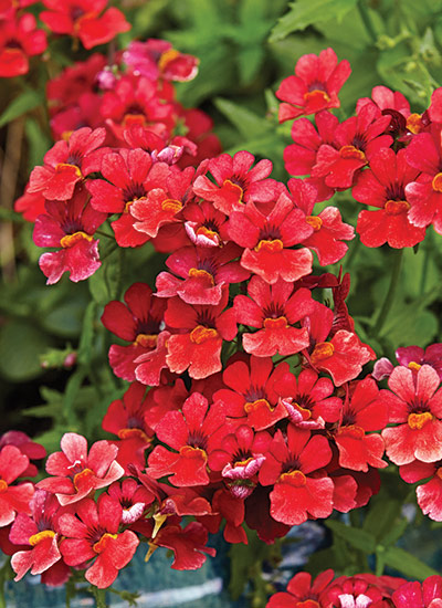 Nemesia (Nemesia hybrids)