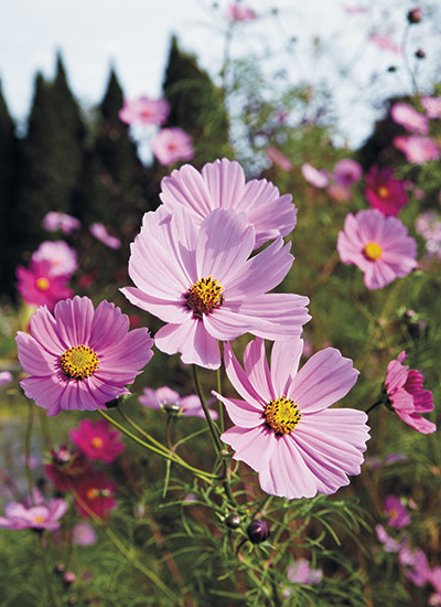 fp-d-cottage-garden-players-cosmo: Cosmos are easy to direct sow in spring after all danger of frost has passed. 