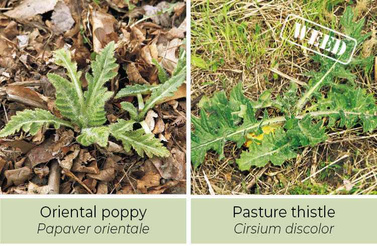 Identifying-weeds-Oriental-poppy-or-pasture-thistle: Thistle leaves have sharp spines all along the leaf, while oriental poppies only have fine hairs.