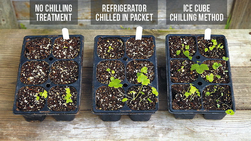 how-to-prechill-seeds-labeled: Prechilling can make a difference.
These delphinium seeds were planted on the same day using two chilling methods and one group unchilled. The ice cube method had the best germination rate in the shortest time.