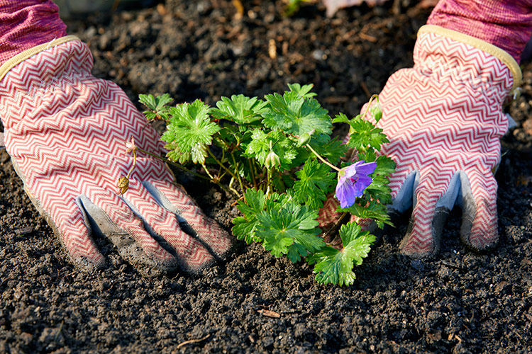 Person planting a plant outdoors in the soil: Go ahead and start planting – you'll feel better in no time.