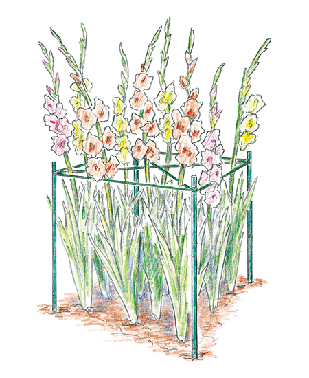 tropical-plants-for-your-garden-staking-gladiolusl-tip: This staking technique helps keep groups of tall flowers from flopping.